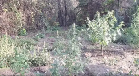 Benzer Haber