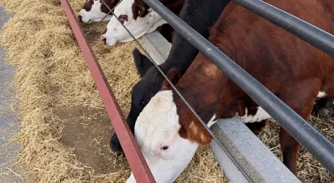 İlgili Haber