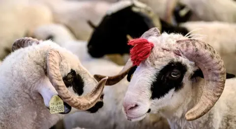 Haber Resmi