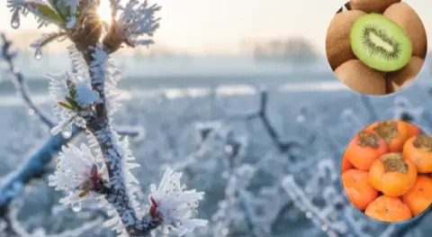 Benzer Haber