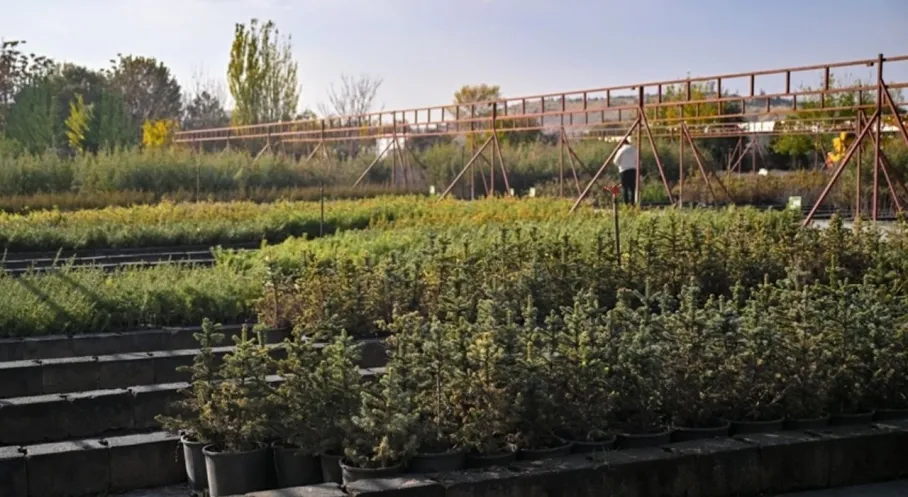 11 Kasım'da Rekor Bekleniyor! Milli Ağaçlandırma Günü'nde 15 Milyon Fidan Sahiplenilecek