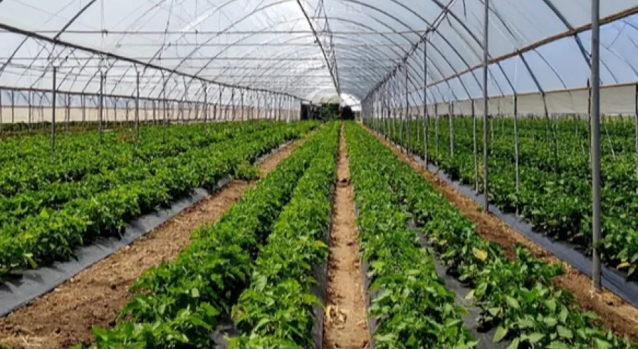 Adana Karataş’ta 1,2 Milyar Liralık Sera Yatırımı
