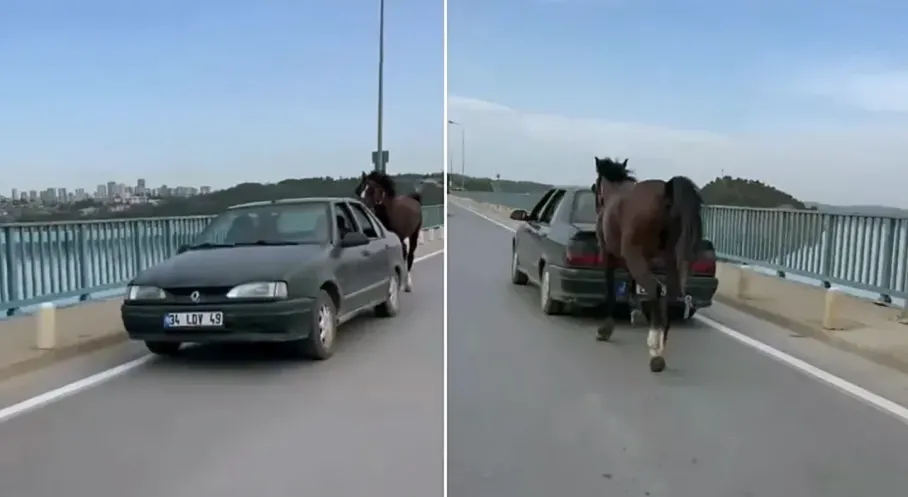 Adana'da Otomobile At Bağlayanlara Gözaltı! Şok Eden Görüntüler!