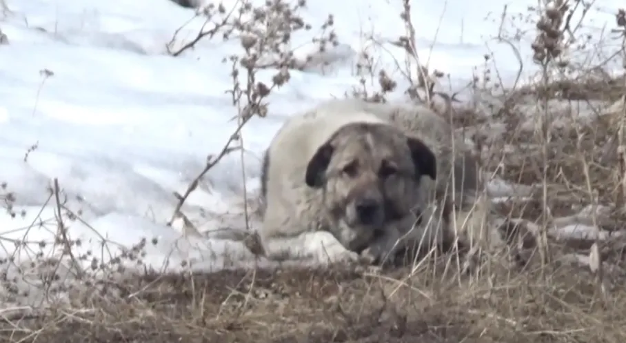 Adıyaman'da Köpek Saldırısı! Çocuk Hastaneye Kaldırıldı