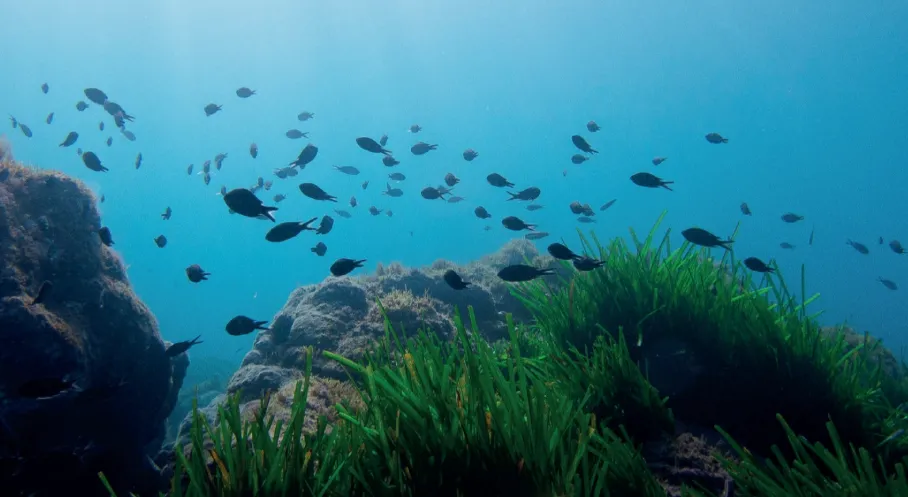 Akdeniz'in Can Damarı Kuruyor mu? Binlerce Gemi Deniz Çayırlarını Yok Ediyor: WWF Raporu Alarm Veriyor!