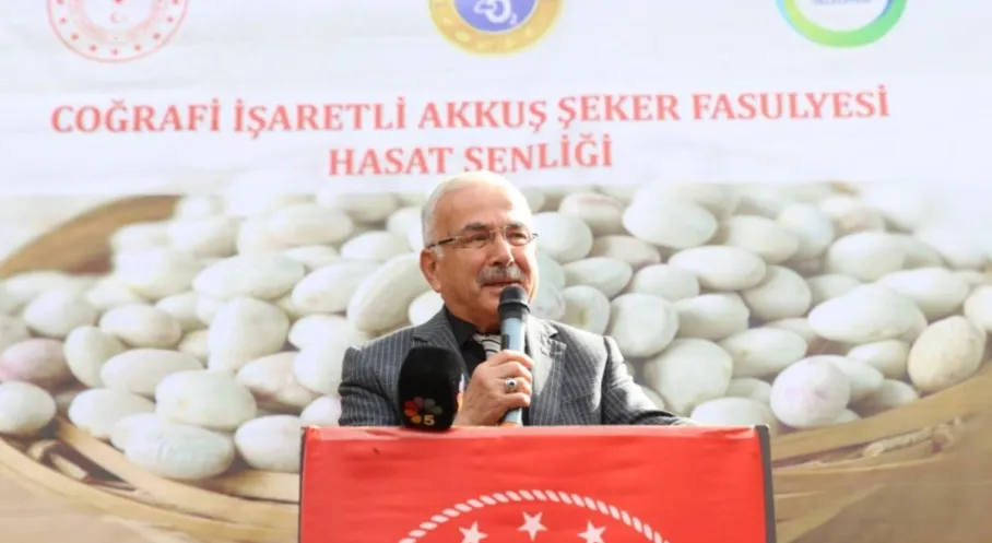 Akkuş Fasulyesi Hasadı Başladı! Üreticiler Bayram Ediyor