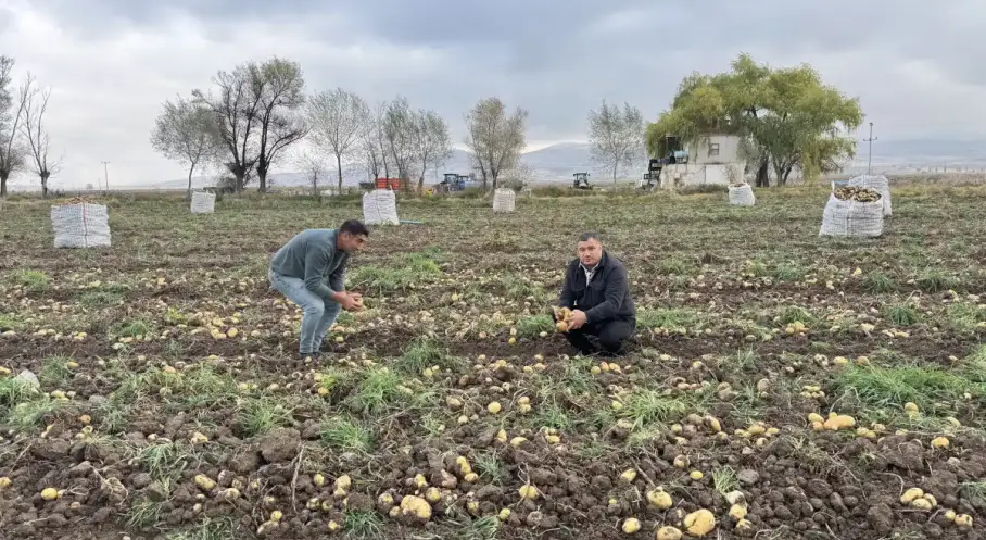 Aksaray Gülağaç’ta patates hasadı: tarlada kilosu 17 TL, kalan ürünler vatandaşlara ücretsiz