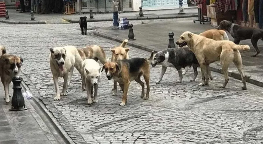 Aksaray ve Muğla'da Köpek Terörü: İki Yaralı!
