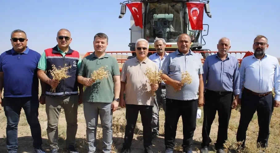 Aksaray'da Atıl Araziler Üretime Döndü! Nohut Hasadı Başladı