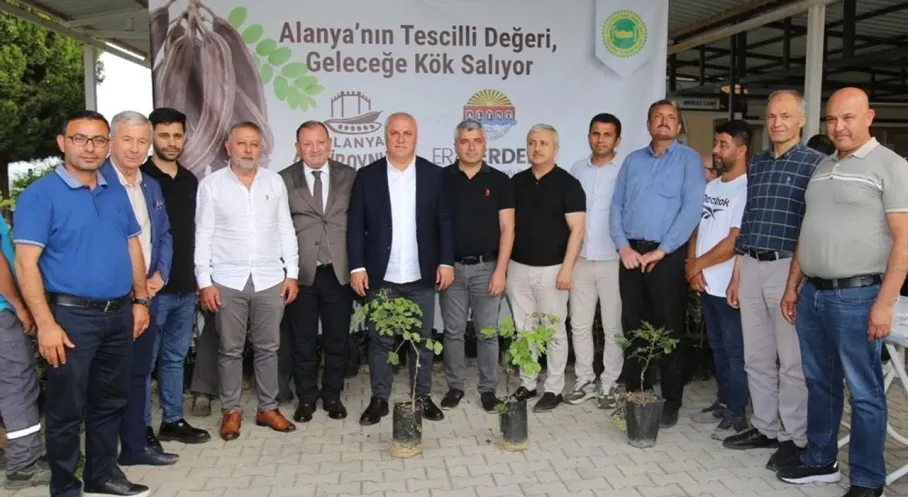 Alanya Keçiboynuzu Tescillendi! Üreticilere 3 Bin Fidan Dağıtıldı