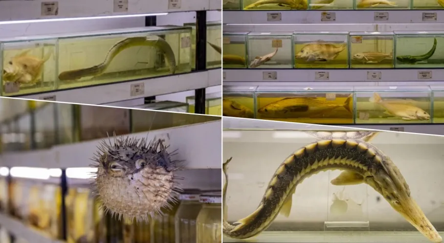 Alarm Zilleri Çalıyor: Türkiye Denizlerinde Balık Türleri Azalıyor!