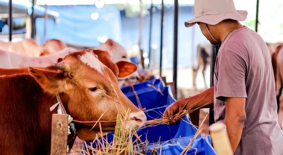 Alarm Zilleri Çalıyor! Yerli Sığır Sayısı %85 Azaldı: Hayvancılıkta İthalat Krizi Derinleşiyor