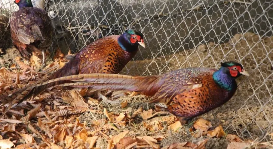 Amasya Üniversitesi'nden Osmanlı Mutfağına Dönüş: Sülün Üretimi Başladı!