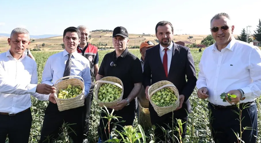 Amasya'da 'Çeyrek Altın' Değerindeki Çiçek Bamyası Hasadı Başladı!