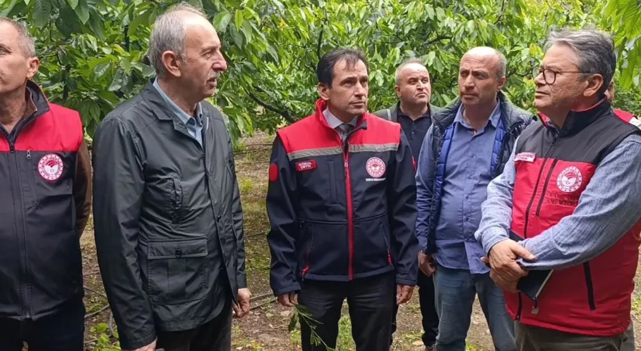 Amasya'da Don Felaketi! Tarım Uzmanları Hasarı Yerinde İnceledi