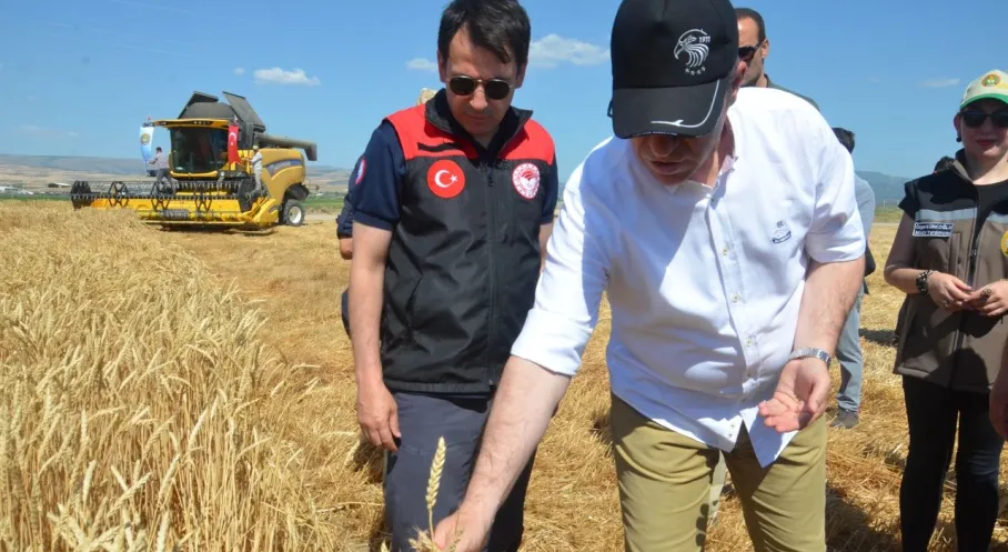 Amasya'da İlk Buğday Hasadı Coşkusu! 2025 Mahsulü Göz Kamaştırıyor