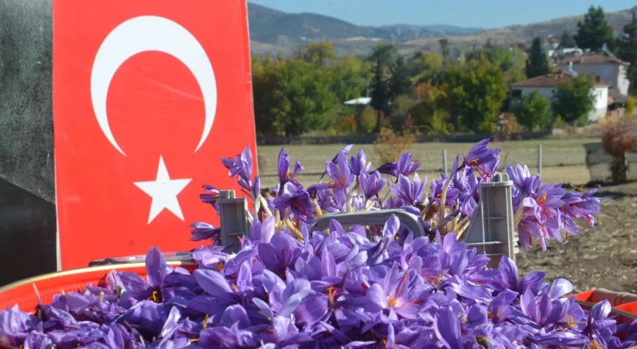 Amasya'da Kırmızı Altın Safran Hasadı Başladı! İşte Detaylar