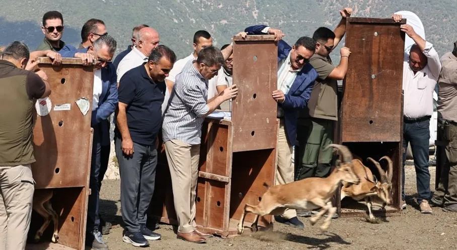 Amasya'da Yaban Keçisi Sevinci: 5 Keçi Doğaya Bırakıldı!