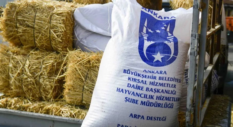 Ankara Kırsalında Üretici Yüzü Güldü: ABB'den Manda Yetiştiricilerine Yüzde 100 Hibeli Yem Desteği!