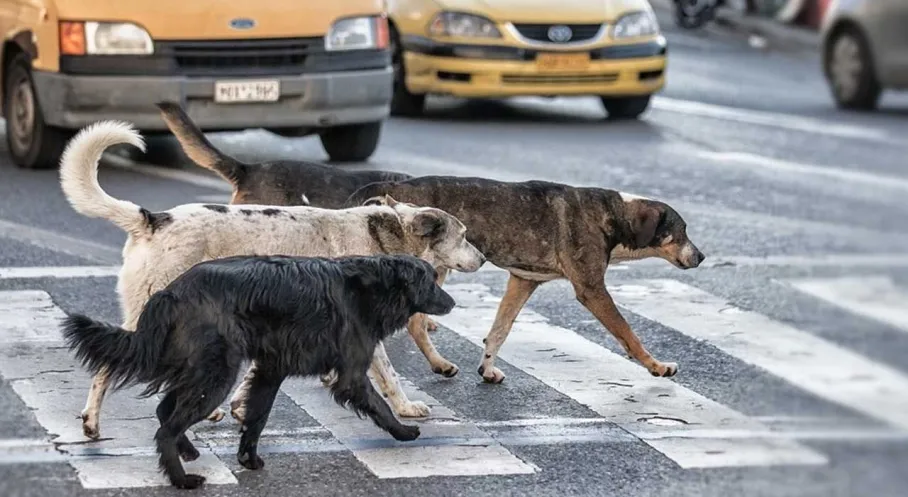 Ankara Mamak'ta Köpek Terörü: Anne ve Çocuklarına Saldırı!