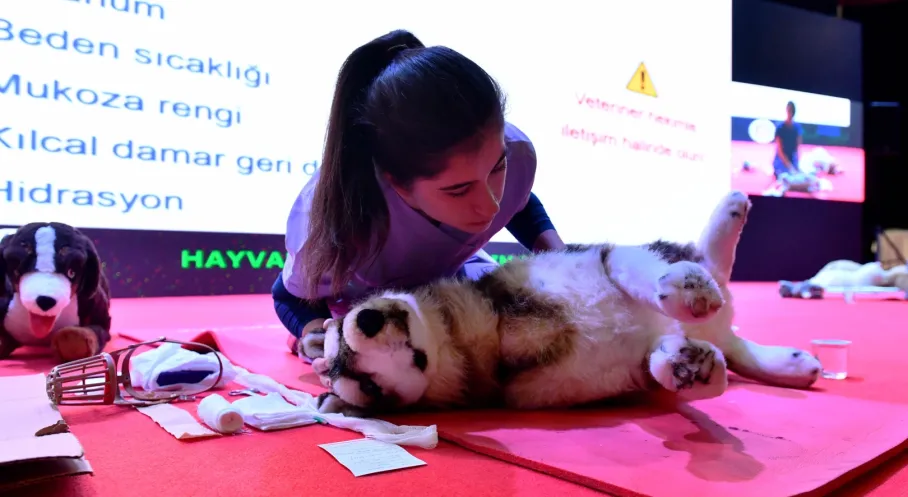 Ankara'da Sokak Hayvanları İçin Dev Atılım! ABB'den Milyonlarca Can Dosta Şifa Eli