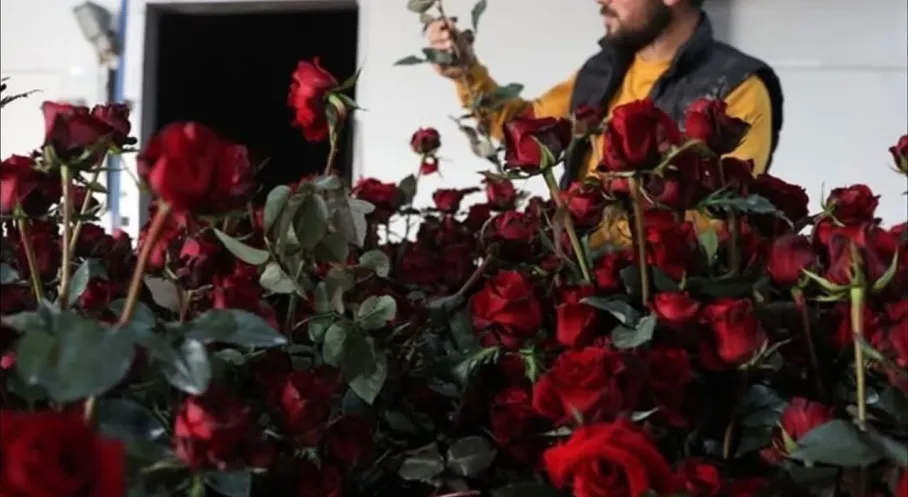 Antalya Elmalı'da Tarım Devrimi! Gül Serasıyla Yeni Dönem Başladı