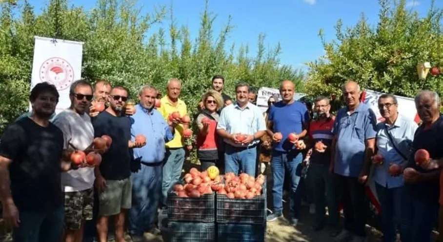 Antalya Nar Cenneti: Rekolte Başladı! Üretici Bayram Ediyor