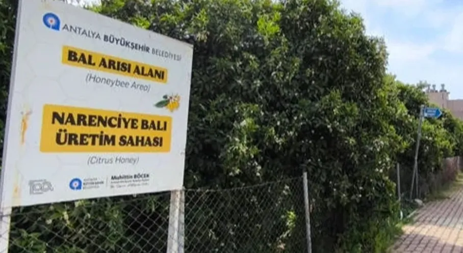 Antalya Narenciye Balı Alarmı: Arıları Koruma Seferberliği Başladı!