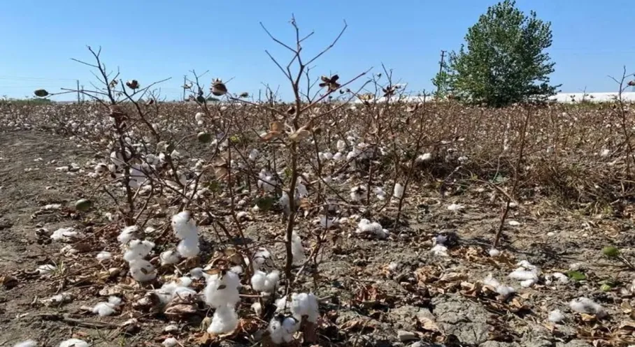 Antalya'da Pamuk Tarlalarında Şok Kayıp: Tonlarca Ürün Toprağa Karıştı!