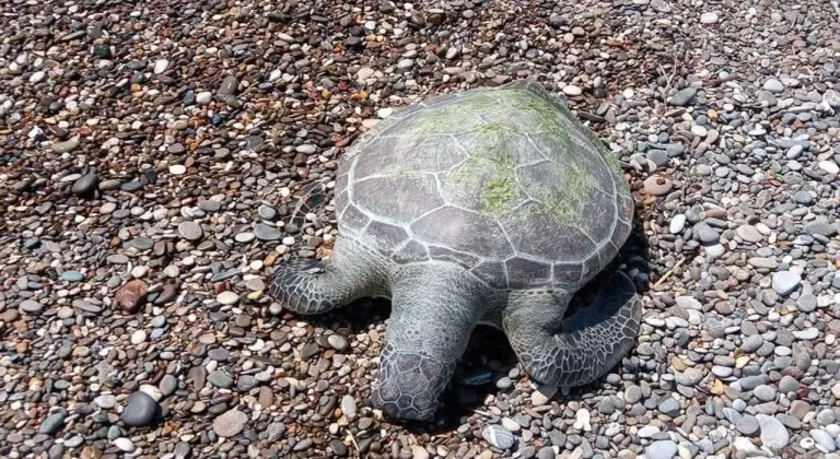 Antalya'da Sahile Vuran Caretta Caretta Şoku! Uzmanlar Alarmda