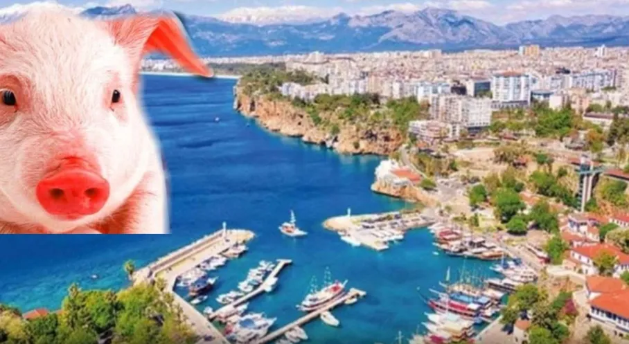 Antalya'da Şok! Domuz Eti Skandalı Patlak Verdi: Bakanlık Firmaları İfşa Etti!