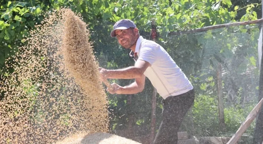Antalya'da Tarım Atağı: Büyükşehir'den Tohum Desteği Hasadı Bereketlendirdi!