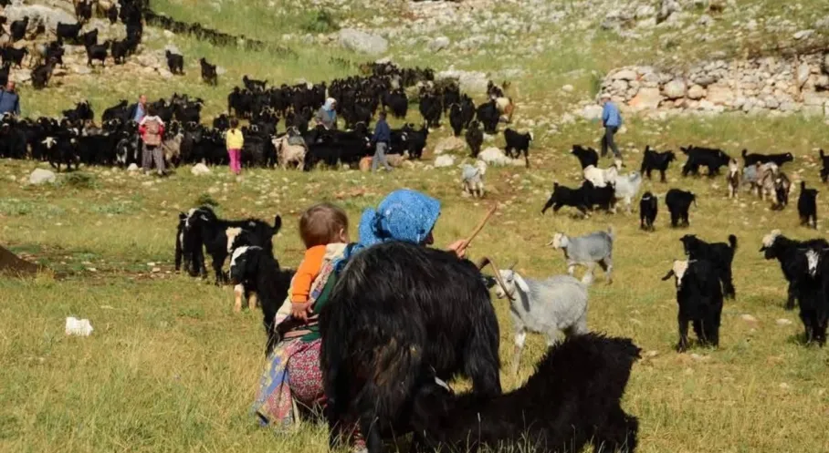Antalya'da Yörük Göçü Başladı: Sıcaklardan Kaçış Yaylalara!