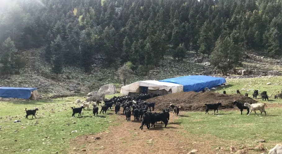 Antalya'da Yörük Göçü Başladı: Soğuklar Yörükleri Sahile İndirdi!