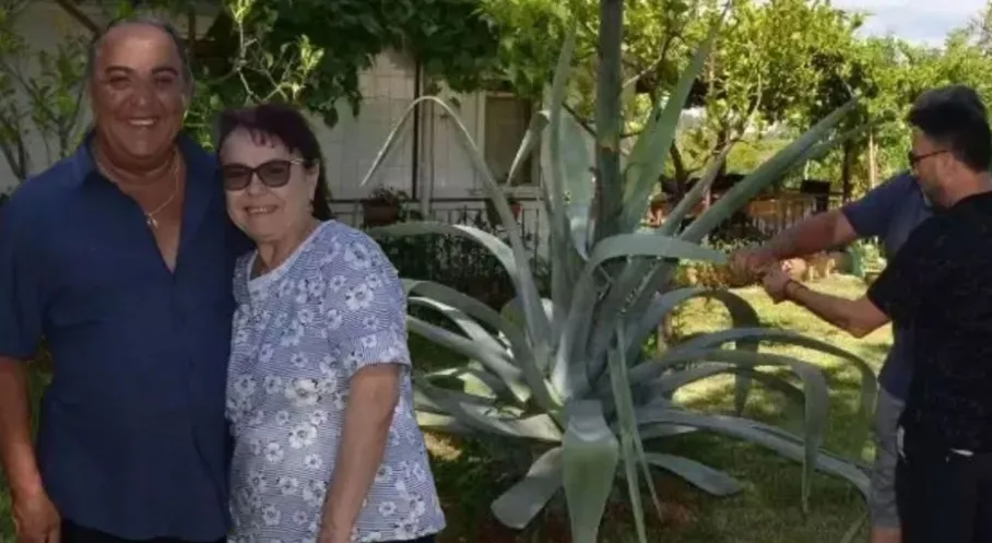 Antalya'da Yüzyılın Nadir Güzelliği: Agave Ağacı Çiçek Açtı!
