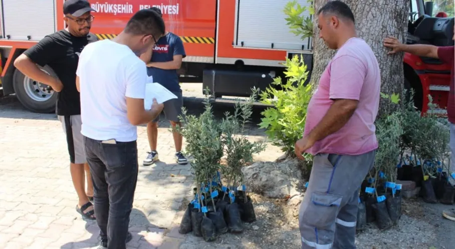 Antalya'da Zeytin Fidanı Sevinci! Üreticiye Destek Yağmuru Başladı