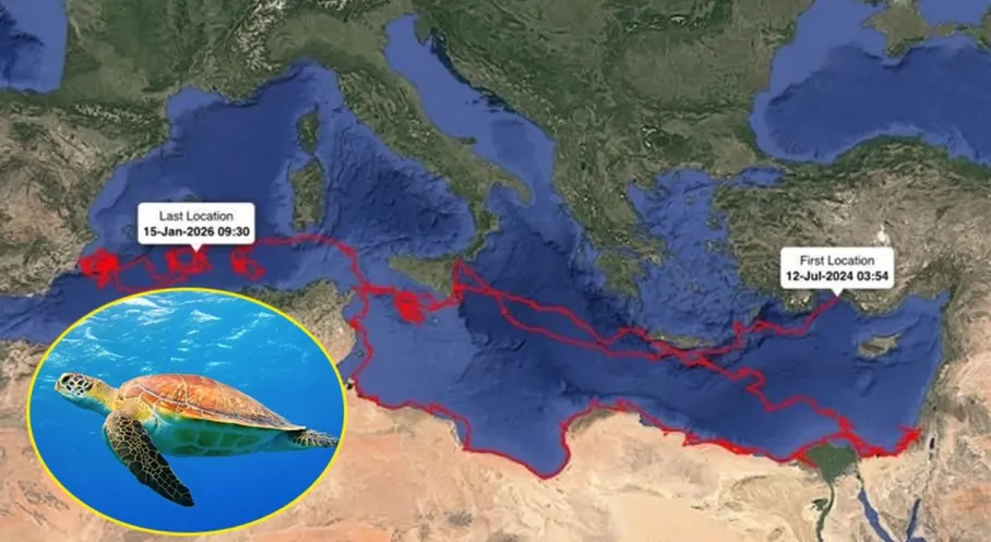 Antalya'dan Başladı, Dünyayı Dolaştı! Caretta Caretta Gümüş'ün 24.000 KM'lik İnanılmaz Serüveni