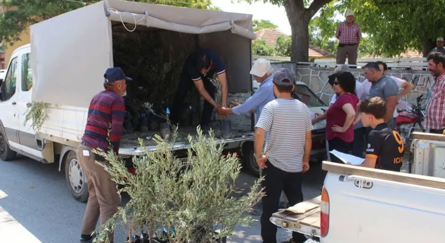 Antalya'dan Üreticiye Zeytin Fidanı Desteği! 19 İlçeye 40 Bin Fidan Dağıtıldı