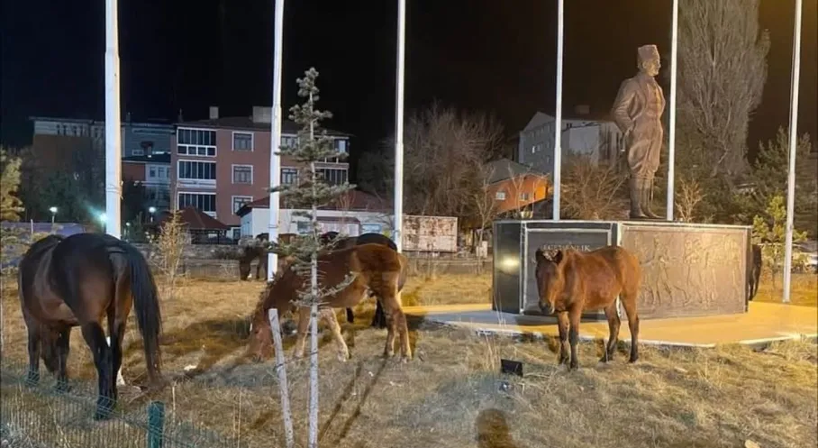 Ardahan'da Şehir İstilası! Yılkı Atları Merkeze İndi, Vatandaşlar Şaşkın!