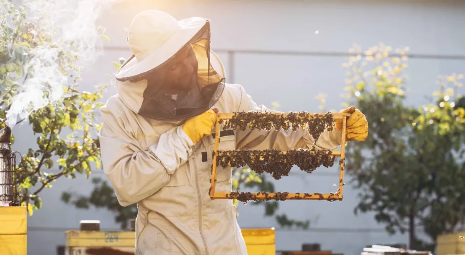 Arı Sütü Mucizesi: Kraliçe Arıyı Uzun Yaşatan Formül İnsan Sağlığına Faydaları