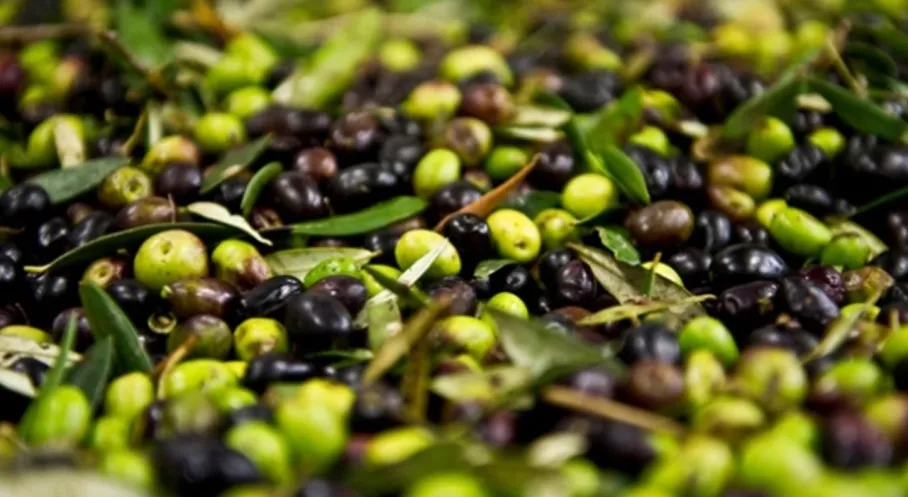 Artvin'de Zeytin Fiyatları Resmen Açıklandı! 2025-2026 Sezonu Beklentileri