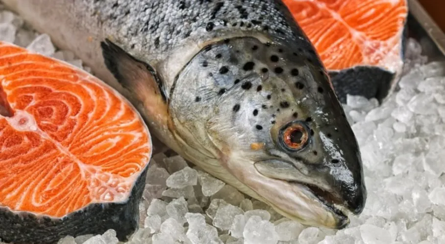 Artvin'den Rekor İhracat! Türk Somonu 67 Ülkeyi Fethetti