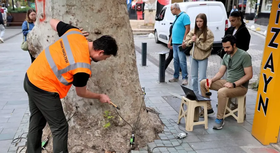 Asırlık Ağaçlar Tomografiyle Korunacak