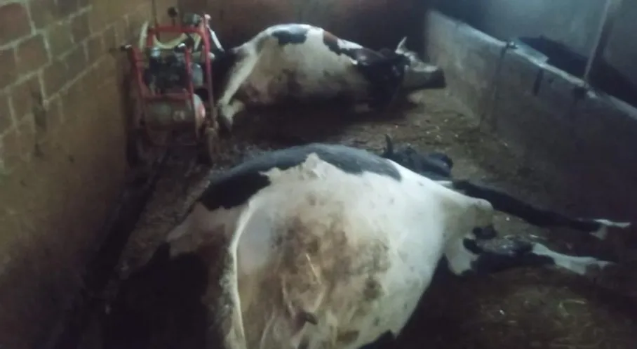 Aydın Çine'de Yıldırım Faciası: 2 Büyükbaş Hayvan Can Verdi!