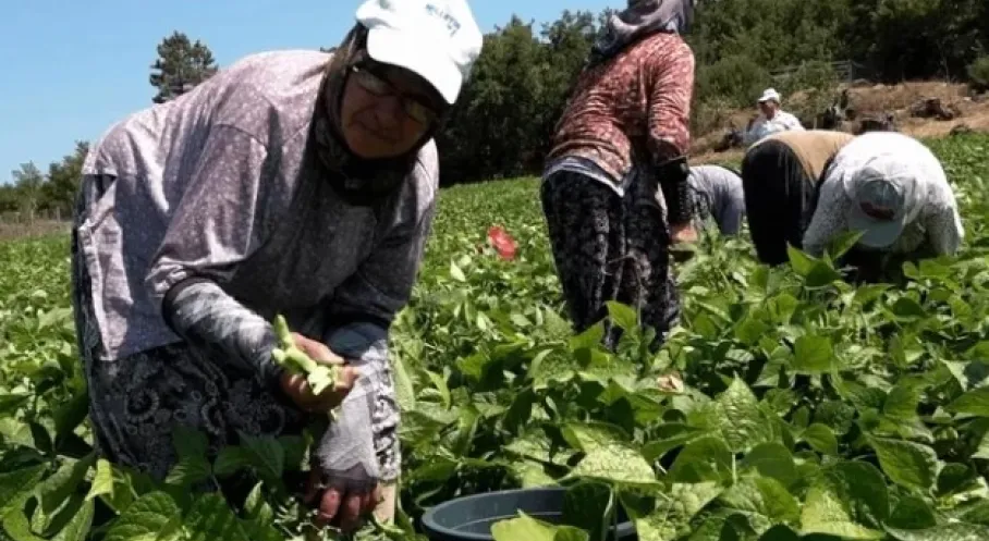 Balıkesir'de Badalan Fasulyesi Bereketi! Çiftçinin Yüzü Güldü