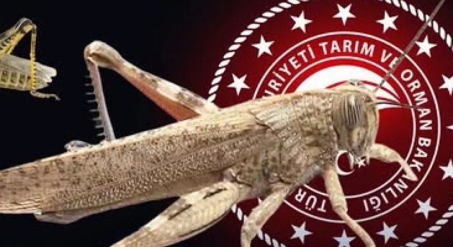 Bakanlıktan “Çekirge İstilası” İddialarına Yalanlama