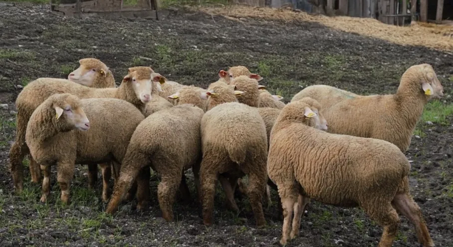 Balıkesir'den Çiftçiye Büyük Müjde: %100 Hibeli Damızlık Desteği Kapınızda!