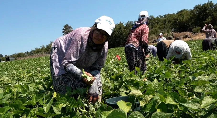 Balıkesir'de Tohumlar Bereketlendi! Çiftçinin Yüzü Güldü