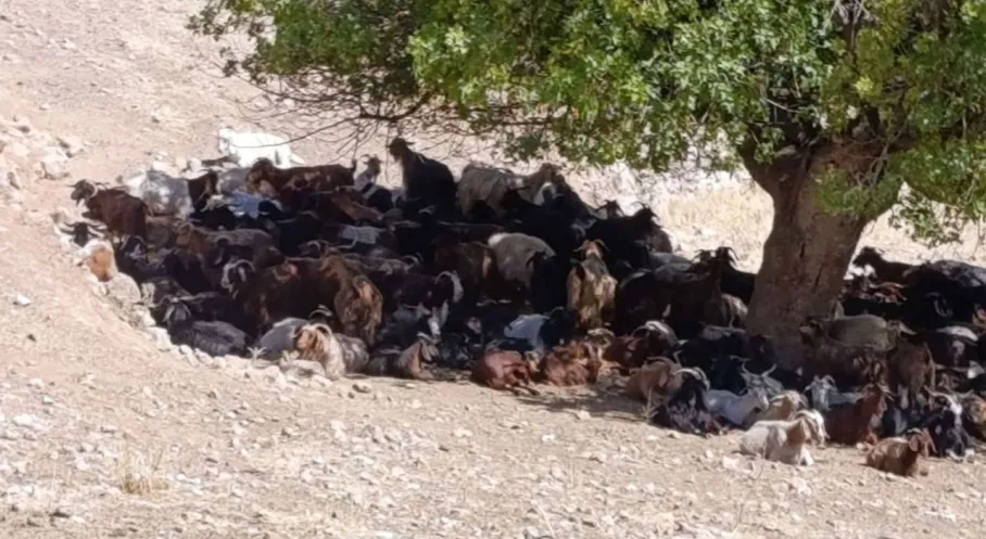 Batman'da Kavurucu Sıcaklar Hayvanları Vuruyor: Köylerde Susuzluk Alarmı!