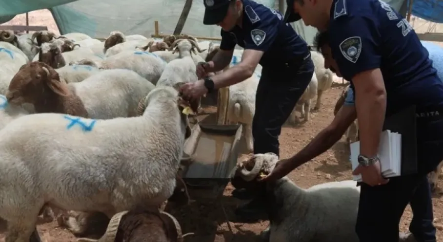 Gaziantep'te Bayram Öncesi Sıkı Denetimler: Kurban Satış Yerleri ve Atık Kontrolü